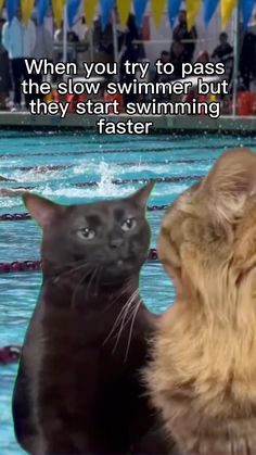 two cats sitting next to each other in front of a swimming pool with the caption, when you try to pass the slow swimmer but they start swimming faster faster