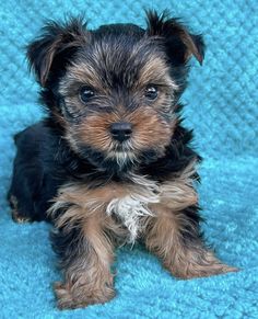 a small black and brown dog sitting on top of a blue blanket