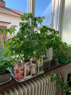 some plants are sitting on a window sill in front of a radiator