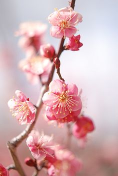 pink flowers are blooming on a tree branch