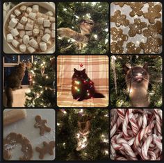 a collage of gingerbread cookies, candy canes, and cats in the christmas tree