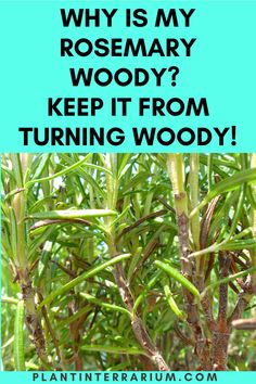 the words why is my rosemary woody? keep it from turning woody