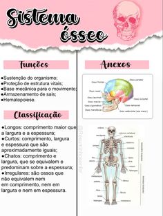 the skeleton and bones are labeled in spanish