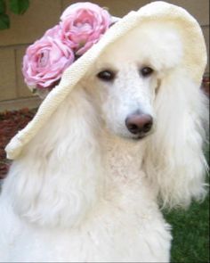 a white poodle wearing a hat with pink flowers on it's brim