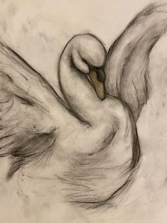 #swandrawing #blackswan #whiteswan #swan Swan In A Lake Drawing, Angel Sketch Drawing, Art Sketches Angel, Swan Heart Drawing, Drawing Of Swan, Swan Drawing Aesthetic, Swan Art Drawing, Swan Aesthetic Art, Swan Wings Drawing