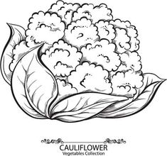 a black and white drawing of cauliflower with leaves on the side, in a vintage style