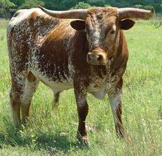 a brown and white cow standing on top of a lush green field