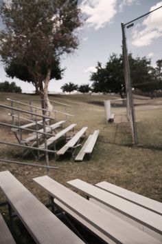 several wooden benches sitting in the grass near a tree