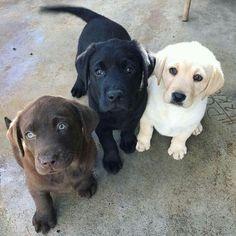 three puppies are sitting next to each other