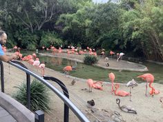 a man standing on a railing looking at flamingos