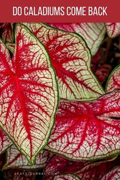 some red and white leaves with the words do caladiums come back?