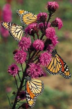 several monarch butterflies on purple flowers in a field