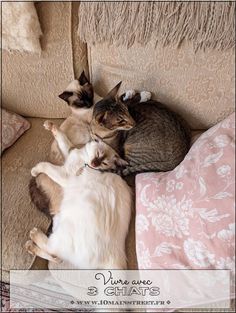 two cats laying on top of a couch next to each other