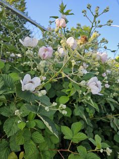 some white flowers and green leaves on a sunny day