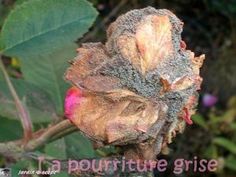 a close up of a flower on a tree branch with the words la pourriture grise above it