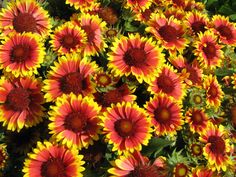 yellow and red flowers with green leaves in the background