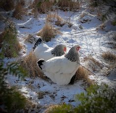 two white and black birds sitting in the snow