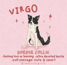 a black and white dog sitting next to the words virgo on a pink background