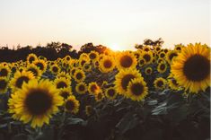 sunflowers in a field at sunset with trees in the background