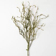 dried plant stems against a white background