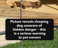 a dog laying on the ground next to a sign that says picture reveals sleeping dog unaware of hidden danger - this is a serious warning to pet owners