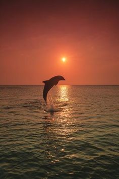 a dolphin jumping out of the water at sunset