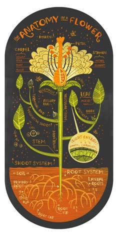 the anatomy of a flower on a blackboard with orange and yellow details around it