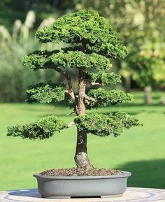 a small bonsai tree sitting on top of a table in front of a green field