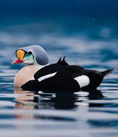 a black and white duck floating on top of a lake next to a bird with an orange beak