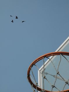 two birds flying in the sky over a basketball hoop