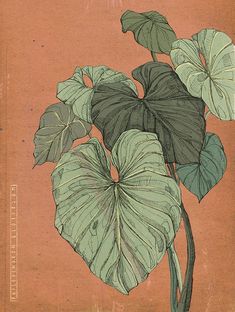 a drawing of a plant with large leaves