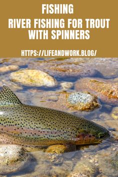 River Fishing For Trout With Spinners Pike Flies, Fish Feed, Fishing Stuff