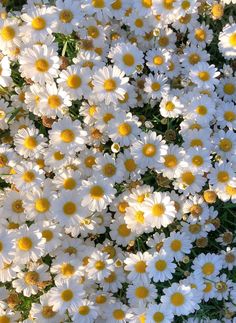 white and yellow daisies are in the middle of a flower bed with green leaves