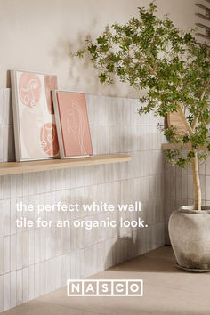 a potted plant sitting on top of a wooden shelf next to a white tiled wall