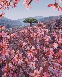 pink flowers are blooming in the desert