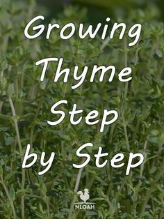 the words growing thyme step by step are in white letters on top of green plants