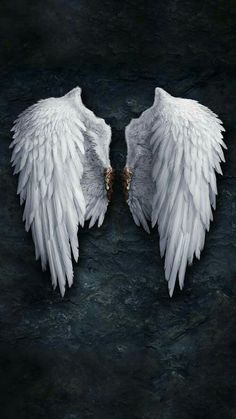 two white angel wings on a dark background