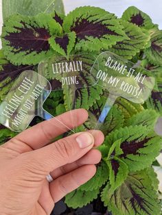 someone is holding up some plants with plastic tags on them