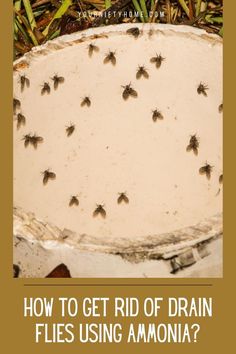 how to get rid of drain flies using ammonia? cover image with text overlay