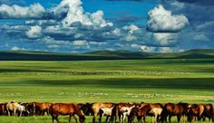 a herd of horses standing on top of a lush green field under a cloudy sky