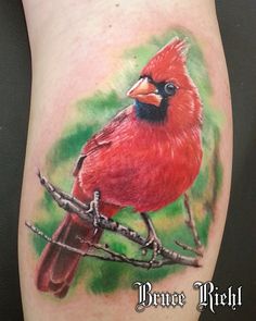 a red bird sitting on top of a tree branch