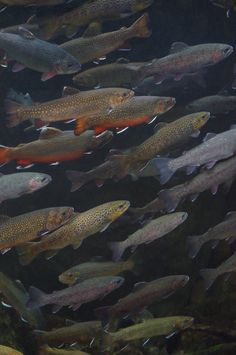 a large group of fish swimming in the water