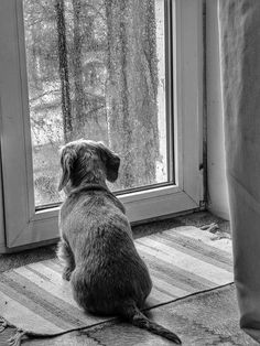 a dog sitting in front of a window looking out at the trees outside it's door