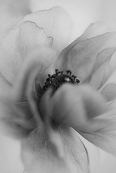 a black and white photo of a flower in the middle of it's petals