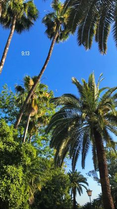 palm trees and blue sky in the background