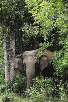 an elephant hiding behind some trees in the woods