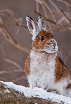 a brown and white rabbit sitting on top of a snow covered ground next to a tree