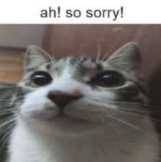 a cat that is looking at the camera with caption saying, ah so sorry