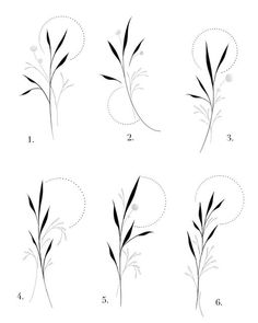 four different stages of the plant to grow from seed to flower, with numbers on each side