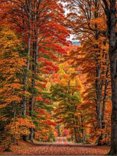 an empty road surrounded by colorful trees in the fall season with leaves on the ground